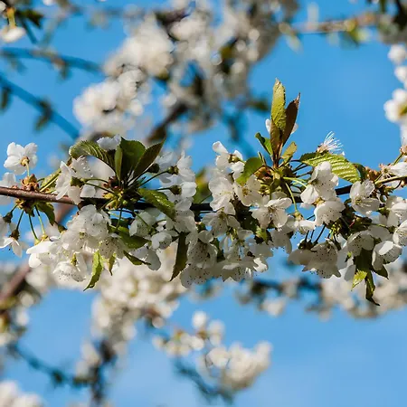 ゲストハウス Vogthof Lautenbach